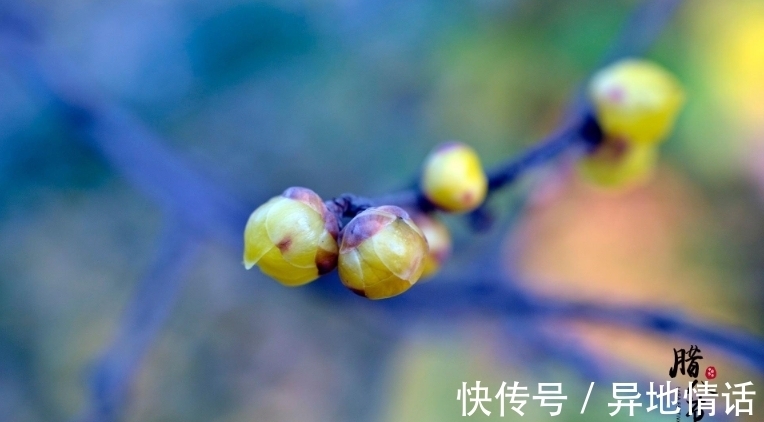 传统节日#诗词鉴赏-腊八｜十二首有关腊八的古诗词，带给你不一样的腊八节