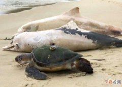 巴西里约热内卢40日内有近200条海豚死亡 专家分析死于鲸类麻疹